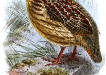 Gray-striped Francolin