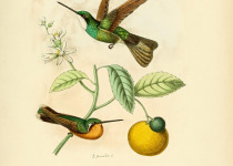 Gray-tailed Mountain-gem