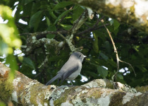 Gray-throated Warbler