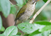 Grayish Saltator