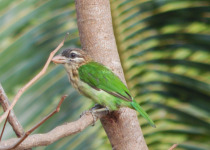 Great Barbet