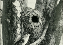 Great-billed Scrubwren