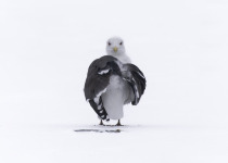 Great Black-backed Gull