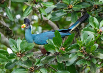 Great Blue Turaco