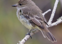 Great Crested Flycatcher