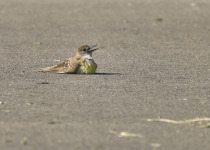 Great Crested Flycatcher