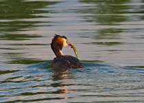 Great Crested Grebe