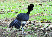 Great Curassow