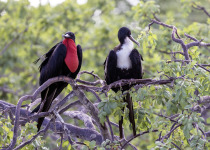 Great Frigatebird