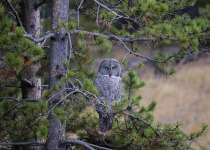 Great Grey Owl