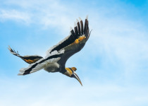 Great Hornbill