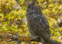 Great Horned Owl