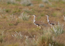 Great Indian Bustard