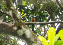 Great Jacamar
