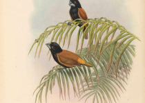 Great Munia