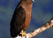 Great Nicobar serpent eagle
