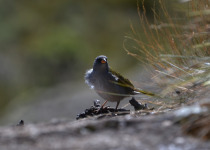 Great Pampa-Finch