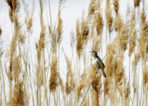 Great Reed Warbler
