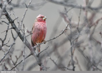 Great Rosefinch