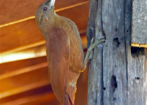 Great Rufous Woodcreeper