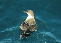 Great Shearwater