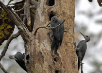 Great Slaty Woodpecker