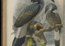 Great Slaty Woodpecker