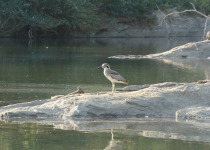 Great Stone-curlew