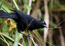 Great-tailed Grackle