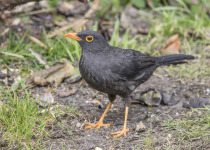 Great Thrush
