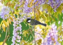 Great Tit