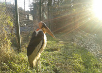 Greater Adjutant