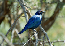 Greater Blue-eared Glossy-starling