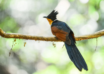 Greater Coucal