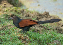 Greater Coucal