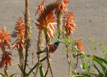 Greater Double-collared Sunbird
