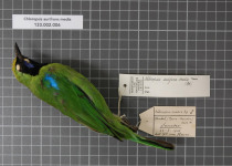 Greater Green Leafbird