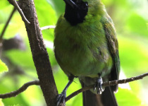 Greater Green Leafbird