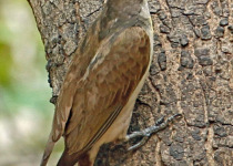 Greater Honeyguide