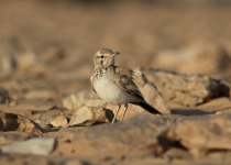 Greater Hoopoe-Lark