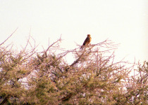 Greater kestrel