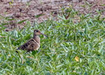 Greater Painted-snipe