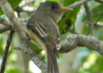 Greater Pewee
