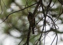 Greater Pewee