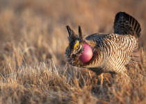 Greater Prairie Chicken