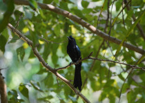 Greater Racket-tailed Drongo