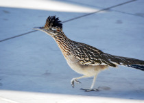 Greater Roadrunner
