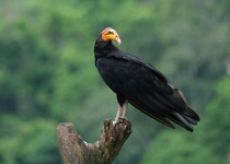 Greater Yellow-headed Vulture