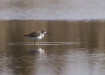 Greater Yellowlegs