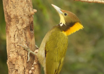 Greater Yellownape